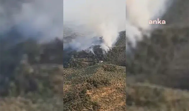 Aydın'ın Germencik ilçesinde orman yangını çıktı