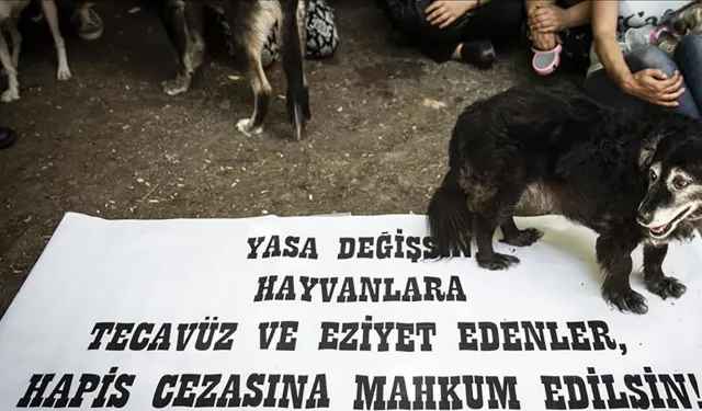 İzmir'de vicdanları sızlatan olay: Köpeğe sopayla saldırdılar
