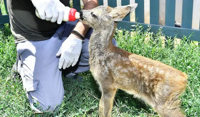 İzmir Doğal Yaşam Parkı ailesi genişledi: 61 yeni yavru dünyaya geldi