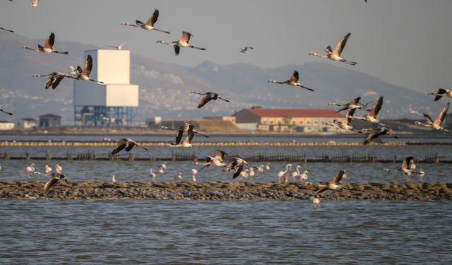 İzmir Kuş Cenneti'nde dünyaya geldiler: Flamingolar kıtalar arası uçuşa hazırlanıyor