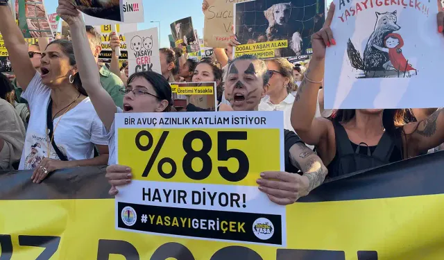 Hayvanseverler haykırdı: Tek bir dostumuzun tüyüne dokundurmayacağız!