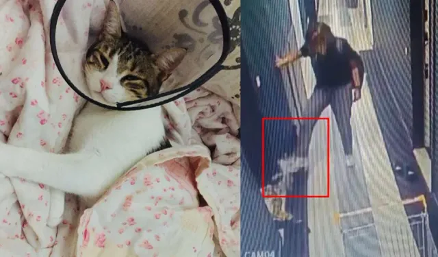 Kediyi tekmeleyip dördüncü kattan atmıştı: Cezası belli oldu