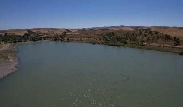 Kızılca Göleti'nde ekolojik felaket: Neredeyse tüm balıklar can verdi