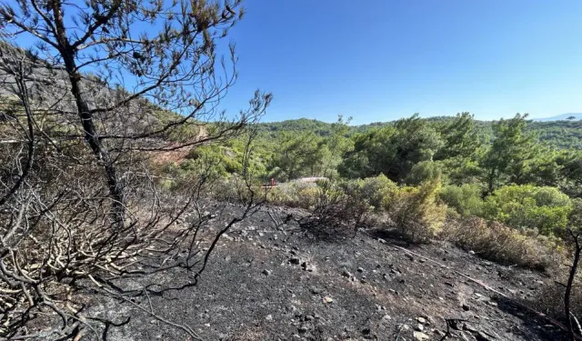 Urla'da yangın: 1 kişi gözaltına alındı