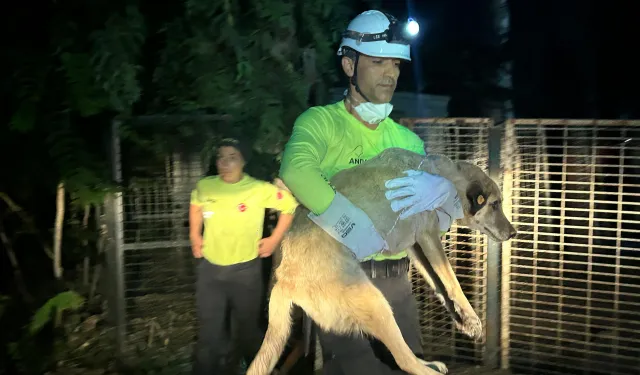 İzmir'de yangından etkilenen can dostlara ekipler kucak açtı