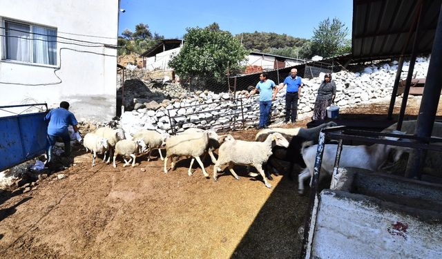 İzmir yangınında meralar kül oldu: Üreticinin imdadına belediye yetişti