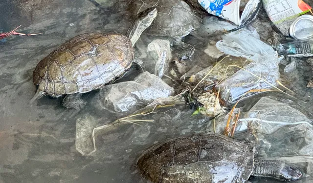 İzmir'in cennetine yakışmayan görüntü: Kaplumbağalar kirli suda yaşam mücadelesi veriyor