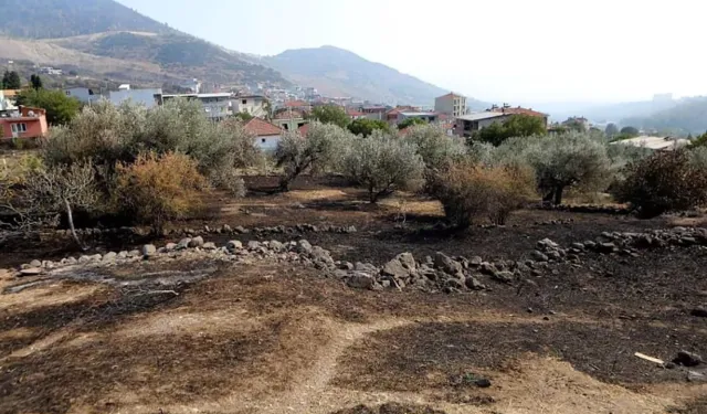 İzmir'de yangının en çok etkilediği mahallelerden: Doğançay yaralarının sarılmasını bekliyor