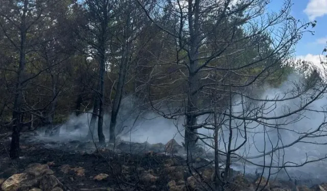 Erken müdahale faciayı önledi: Bolu'da orman yangını