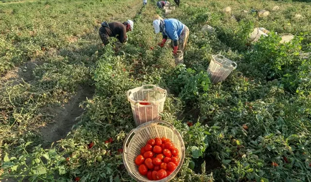 İzmirli domates üreticileri çıkmaza girdi: Ekim yaparken kumar oynuyoruz