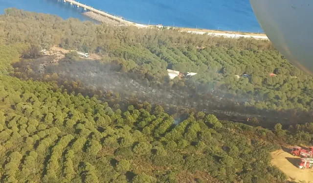 İzmir Aliağa'da orman yangını