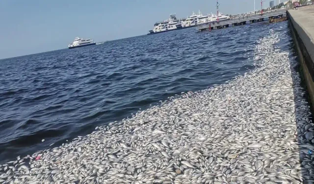 İzmir Körfezi'nde kafa karışıklığı: Analiz sonuçları açıklanmalı