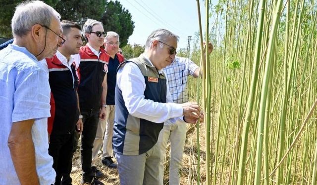 İlk kez izinli ve kontrollü olarak üretildi: İzmir'de kenevir hasadı