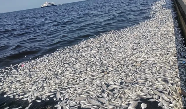 İzmir Körfezi'nde araştırmalar sürüyor: Kirlilik en çok dip balıklarını öldürüyor