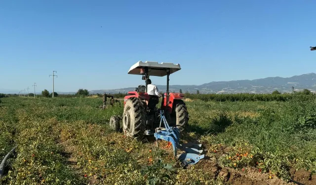 Domates üreticileri isyanda: Bizim malımızı yağmalıyorlar