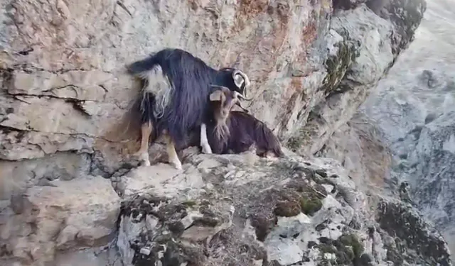 Kayalıkta mahsur kalan keçiler, 4 gündür kurtarılmayı bekliyor