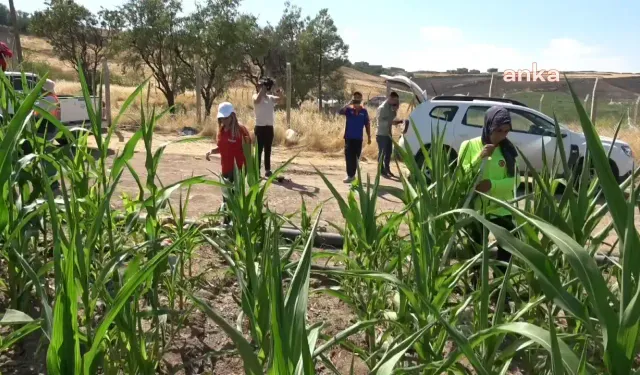 Minik Narin 8 gündür kayıp: Ekipler bugün mısır tarlasını karış karış aradı