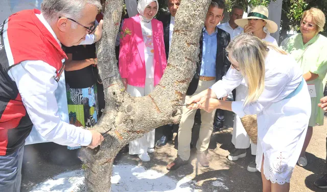 Çeşme'de ağaçlar hazırlandı, 15 güne hasat var