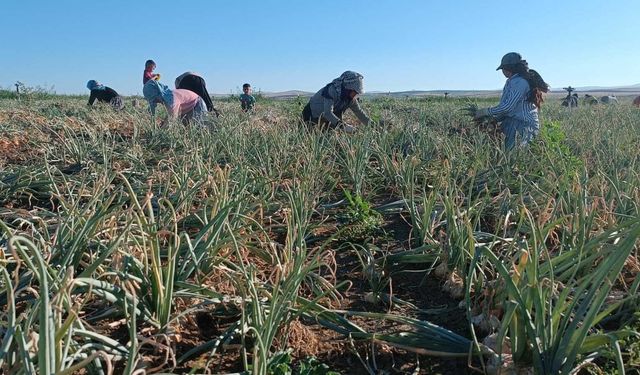 Resmi Gazete’de yayımlandı: İşte 2024 yılındaki tarımsal desteklere ilişkin kararlar