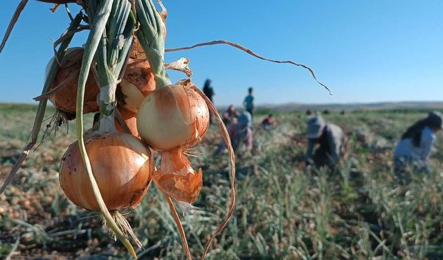 Tarlalarda hasat başladı: Soğan bu kez çiftçiyi ağlattı