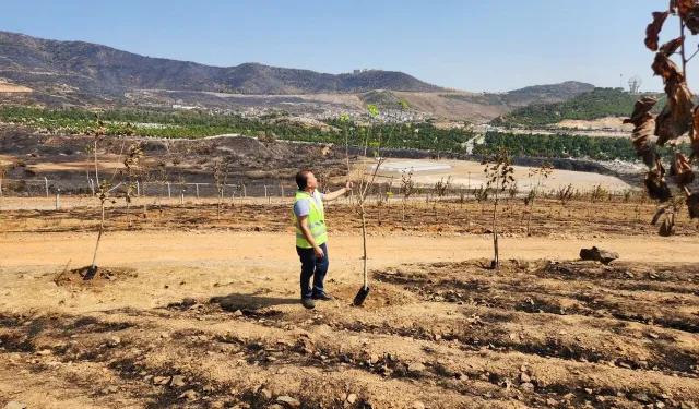 Gülümseten haber geldi: İzmir'in ciğerleri yeniden doğuyor