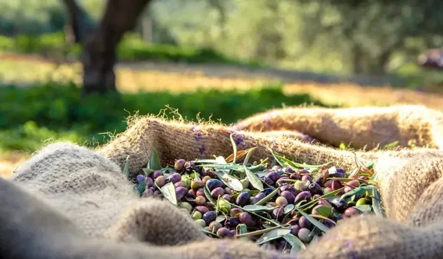 Aydın'da zeytin hasadı başladı: Çiftçinin elinde kalan sıfır