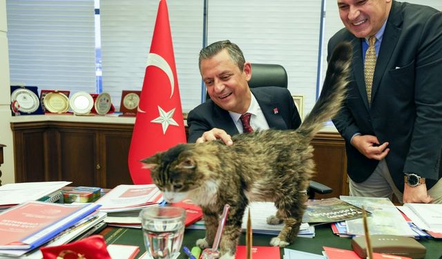 CHP Genel Merkezi’nin maskotu kedi Şero yaşamını yitirdi