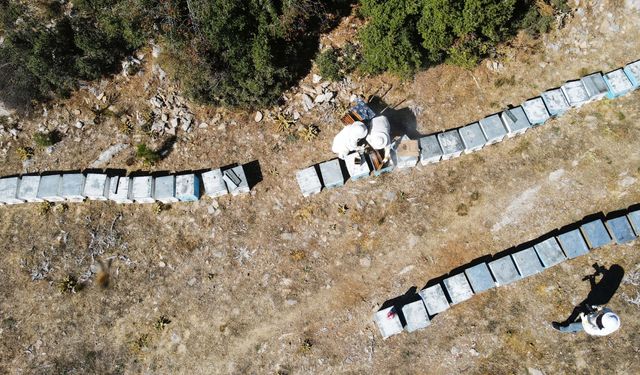 Muğlalı arıcıları çam balı sevindirdi: 15 bin ton civarında hasat bekliyoruz