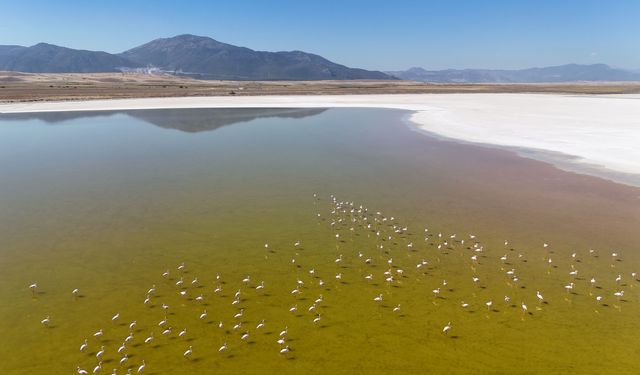 Fotoğraf tutkunları için eşsiz bir rota: Denizli'de flamingoların göç yolculuğu başladı