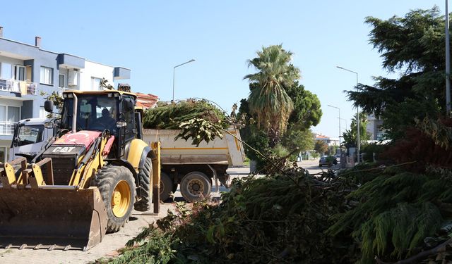 Güzelbahçe ağaç safralarından kurtuluyor: İlçede temizlik çalışmaları sürecek