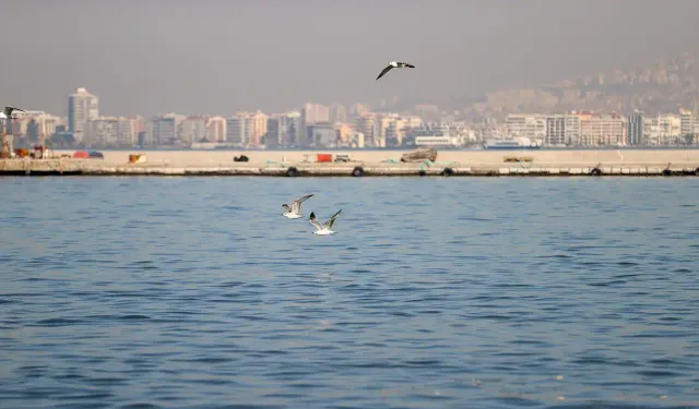 İzmir Körfezi'nde koku sorunu: Esnaf perişan oldu