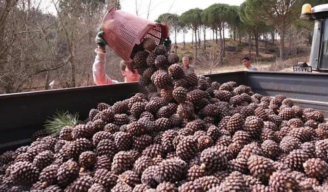 İzmir'de çam fıstığı krizi: 10 bin kişinin geçim kaynağı risk altında