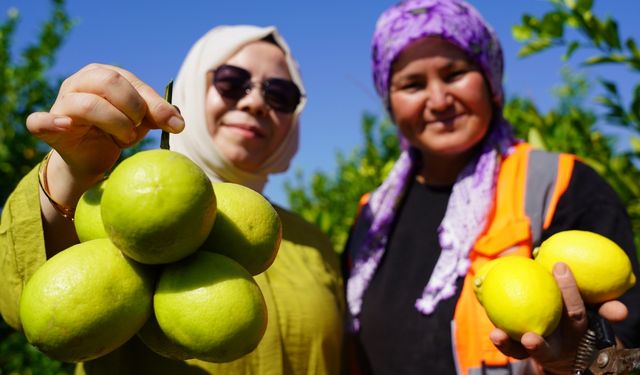 Limonun başkentinde hasat zamanı: Yıllık üretimi 1 milyon tonu geçiyor