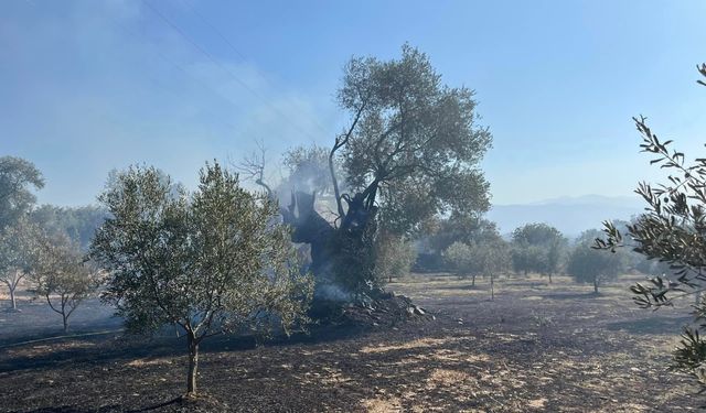 Ödemiş'te yangın: 7 dönüm zeytin ağacı zarar gördü