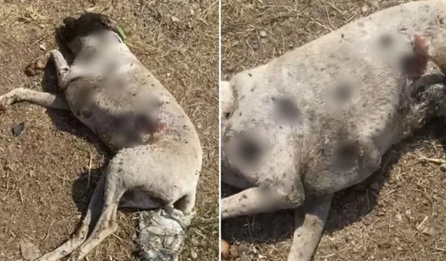 Çanakkale’de köpekler silahla vurulmuş halde bulunmuştu: İnceleme başlatıldı!