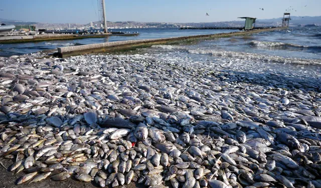 Vatandaş tepkili: İzmir Körfezi'nde balık ölümleri devam ediyor