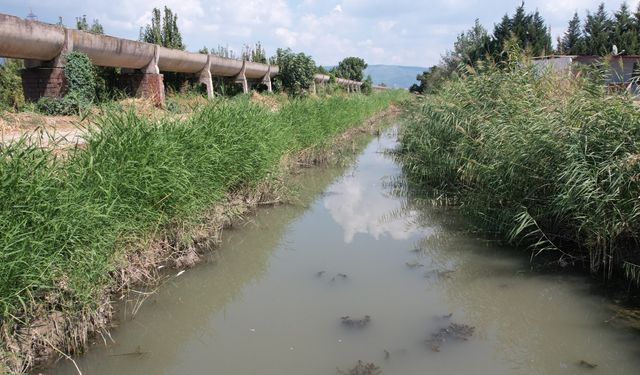 Dereden zehir akıyor: Bütün balıklar su yüzeyine çıktı