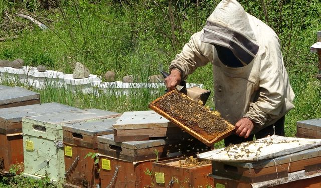 1 kilo balın arıcıya maliyeti 128 TL: 250 liradan ucuzsa satın alınmamalı