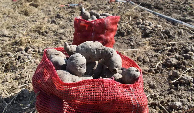 Sarı patatese alternatif: Yüksek antioksidan içeren mor patates Afyonkarahisar'da