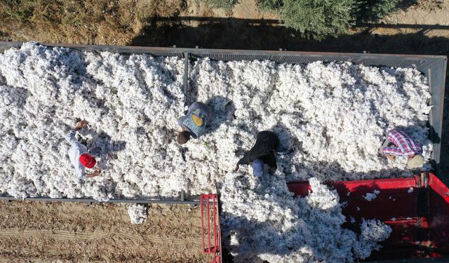 Kuraklık sorunu Söke pamuğunu vurdu: Verimde düşüş bekleniyor