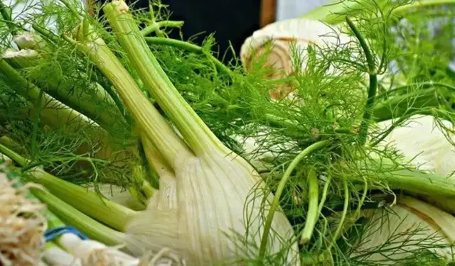 Hepsi de çok sağlıklı: Çeşme'nin meşhur otları