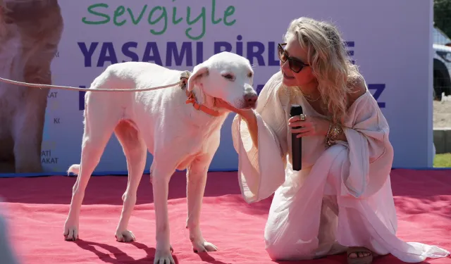 Çeşme'de Hayvanları Koruma Günü etkinliği: Sahiplenilmeyi bekleyen 600 can var