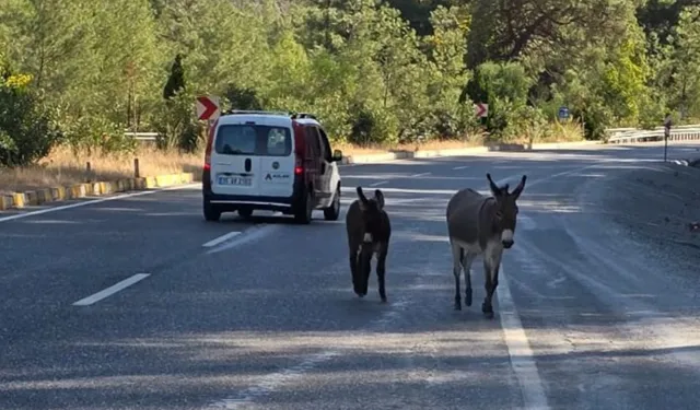 Dikkat eşek çıkabilir! Otoyolda gezen eşeklerin can güvenlikleri tehlikede