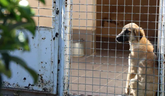 İzmir'de çirkin olay: Öldü diye paylaşılan köpeğin uyuduğu ortaya çıktı