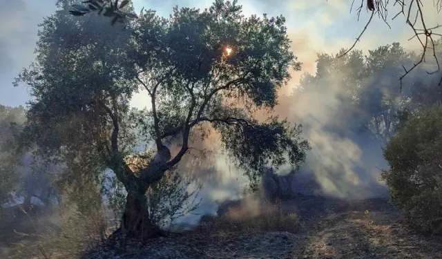 İzmir'de yaz kâbusu bitmiyor: Bir yangın da Ödemiş'te