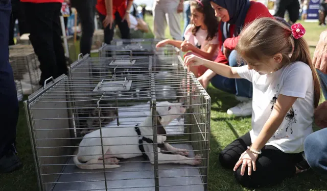 İzmir'deki festival can dostlara yuva oldu