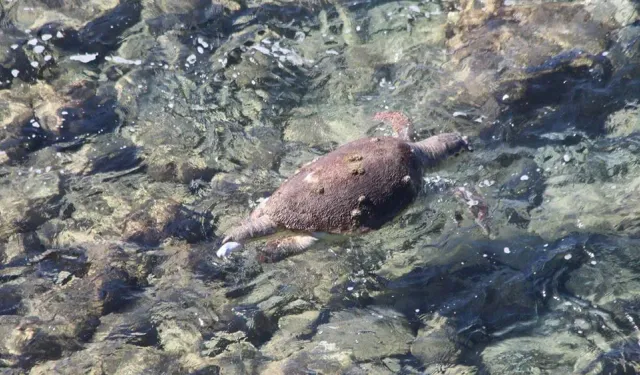 Kuşadası’nda erişkin Caretta caretta ölü bulundu