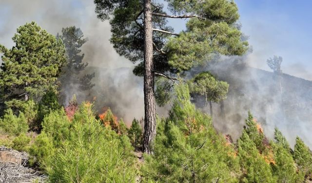 Muğla'da orman yangını: Müdahale devam ediyor