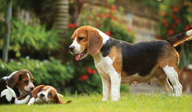 Neşeli, sevimli ancak bir o kadar da yaramaz: Beagle köpek ırkının özellikleri