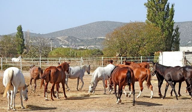 Şampiyon atlar İzmir'de yetişiyor